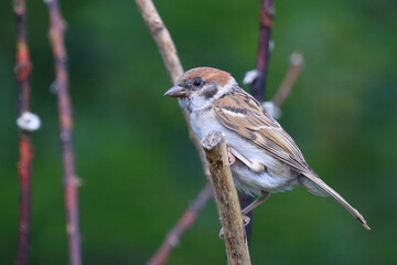 Feldsperling / Eurasian tree sparrow / Passer montanus