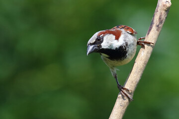 Haussperling / House sparrow / Passer domesticus