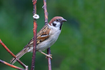 Feldsperling / Eurasian tree sparrow / Passer montanus