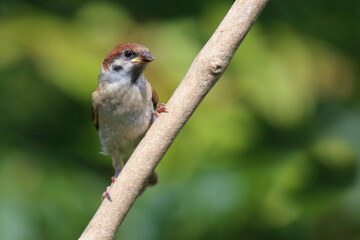 Feldsperling / Eurasian tree sparrow / Passer montanus