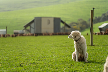 free range chicken farm with chook tractors and guardian dogs © Phoebe
