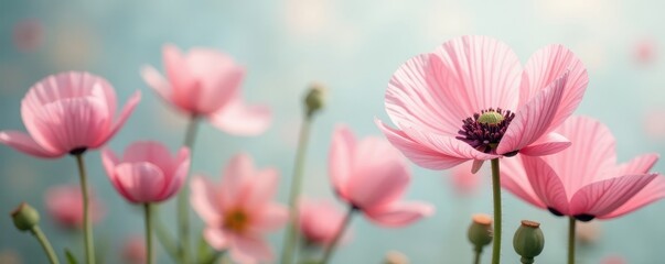 Delicate pastel poppy blooms, ethereal floral backdrop, bloom, texture