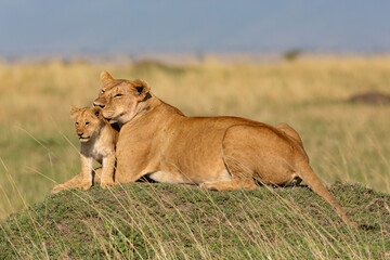Naklejka premium lionne avec son petit