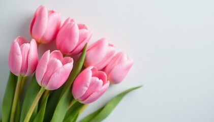 Fototapeta premium Delicate pink tulips, pastel background Soft spring bouquet , closeup, botanical, beautiful