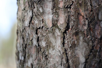 A close-up shot of a tree trunk with rough bark, ideal for nature or environmental designs.