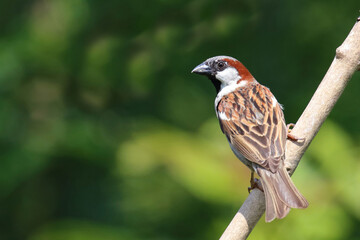 Haussperling / House sparrow / Passer domesticus