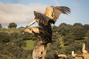 Close-up of a pair of griffon vultures in their mating ritual, horizontal