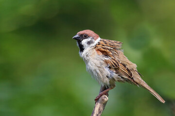 Feldsperling / Eurasian tree sparrow / Passer montanus