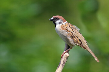 Feldsperling / Eurasian tree sparrow / Passer montanus