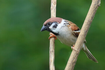 Feldsperling / Eurasian tree sparrow / Passer montanus