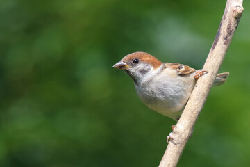 Feldsperling / Eurasian tree sparrow / Passer montanus