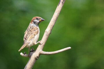 Feldsperling / Eurasian tree sparrow / Passer montanus
