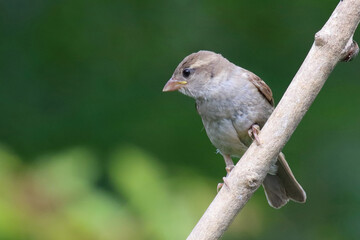 Haussperling / House sparrow / Passer domesticus.