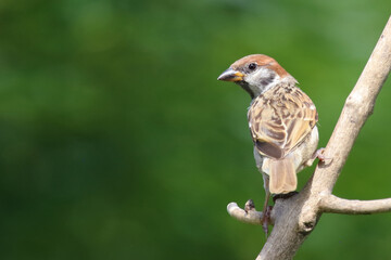 Feldsperling / Eurasian tree sparrow / Passer montanus
