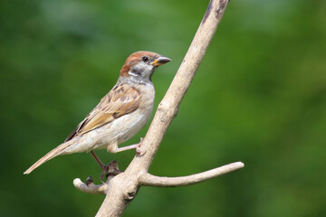 Feldsperling / Eurasian tree sparrow / Passer montanus