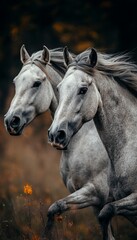 Obraz premium Dynamic gray horses galloping in an autumn field with a wild horse portrait in focus