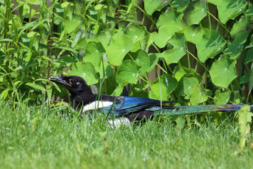 Elster / Eurasian magpie / Pica pica pica