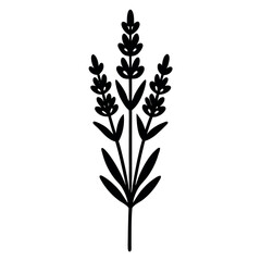 A lavender stalk with tiny blossoms along.