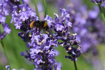  Biene / Bee / Apiformes