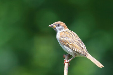 Feldsperling / Eurasian tree sparrow / Passer montanus