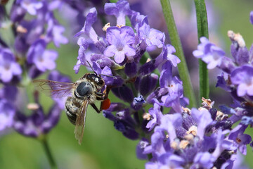  Biene / Bee / Apiformes