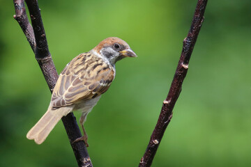 Feldsperling / Eurasian tree sparrow / Passer montanus