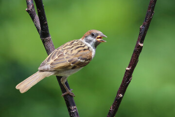 Feldsperling / Eurasian tree sparrow / Passer montanus