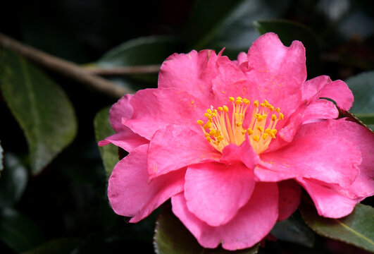 山茶花 '笹田紅