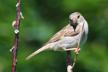 Haussperling / House sparrow / Passer domesticus