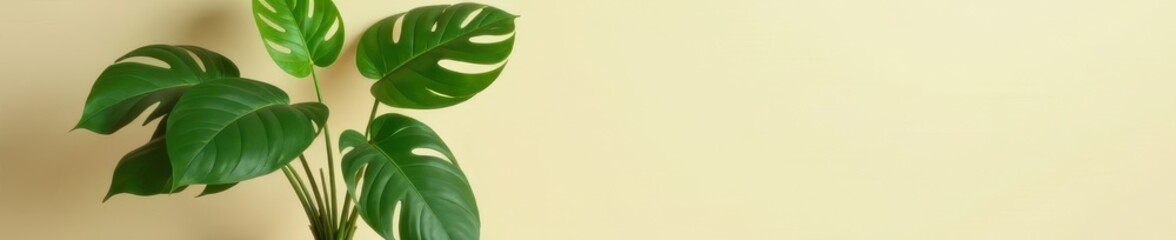 Lush monstera deliciosa in a simple beige pot , plant, home decor