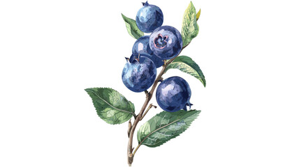 Old botanical illustration of blueberry, vector fruit drawing, isolated on transparent background, vintage berry sketch, hand-drawn blueberries, organic plant, detailed engraving © aura studio