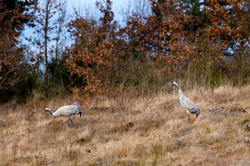 Fototapeta premium a pair of cranes in early spring