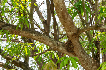 Fototapeta premium A nest of wasps that made a nest on a mango tree.