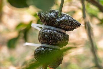 Peat moss in a plastic bag tied to a tree branch for grafting.