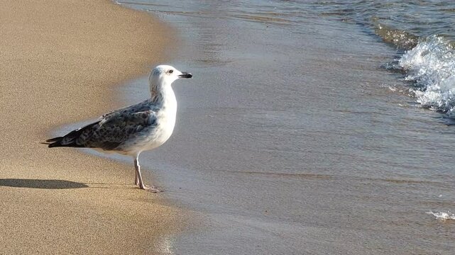 Mouette au bord de la mer, profitant des vagues au petit matin.