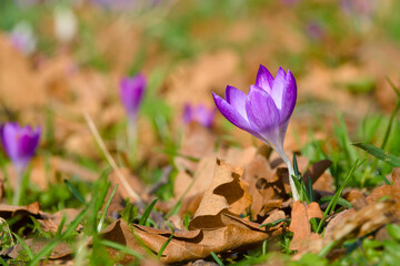 purple crocus flower on the ground close-up