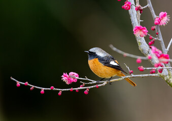 梅とジョウビタキ