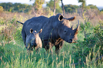 Rhinocéros et son petit