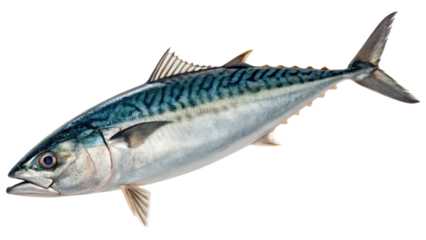 Single raw mackerel fresh fish, showcasing its sleek, elongated body with shimmering blue-green stripes along the back, fading into a silvery-white belly. PNG file