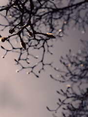 
Magnolia tree, flower buds, close-up, beginning of spring