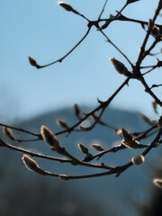 
Magnolia tree, flower buds, close-up, beginning of spring