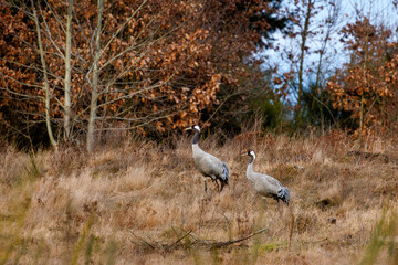 Fototapeta premium a pair of cranes in early spring