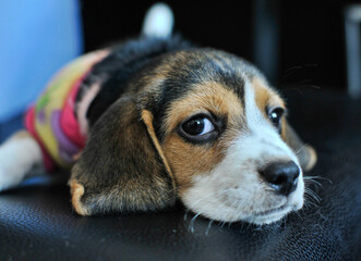 Beautiful Beagle Dog looking up at the camera