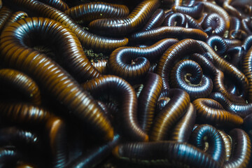 Collection of Millipede in a glass jar, close-up shot