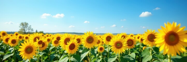 Obraz premium Vast sunflower field, vibrant yellow against a clear azure sky , clear sky, countryside