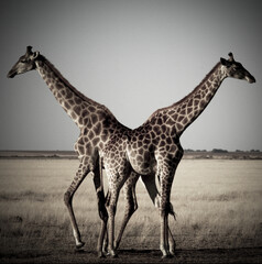 2 girafes