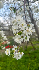 Beautiful white cherry blossom in full bloom. Spring floral background.