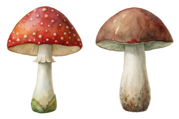 Colorful mushroom illustration, vibrant red cap, detailed brown fungus, natural elements, botanical art, educational purpose.