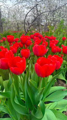 Beautiful red tulip in the garden. Close-up of blooming red tulips with deep red petals.