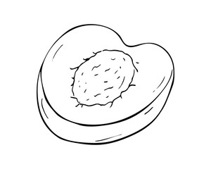 Half an apricot. Hand-drawn fruit Isolated illustration on white background.
